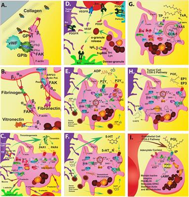 Platelet Metabolism and Other Targeted Drugs; Potential Impact on Immunotherapy